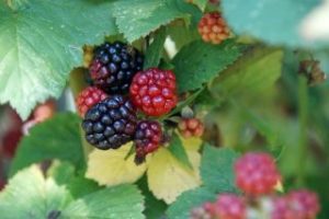 Brombeeren