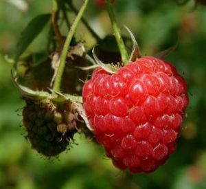 Himbeeren