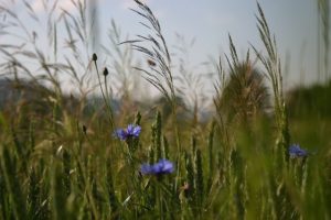 Wildkräuter